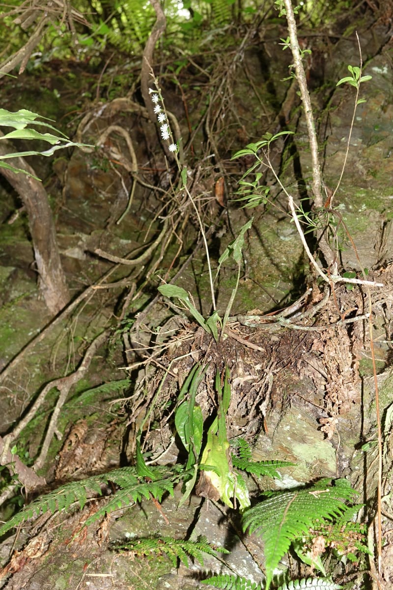 Ainsliaea latifolia, Tseng Yu-Hsin 1331--Taiwan. Taroko Nat. Park. Mt. Bilu Trail. 21 May 2016.  (126).JPG