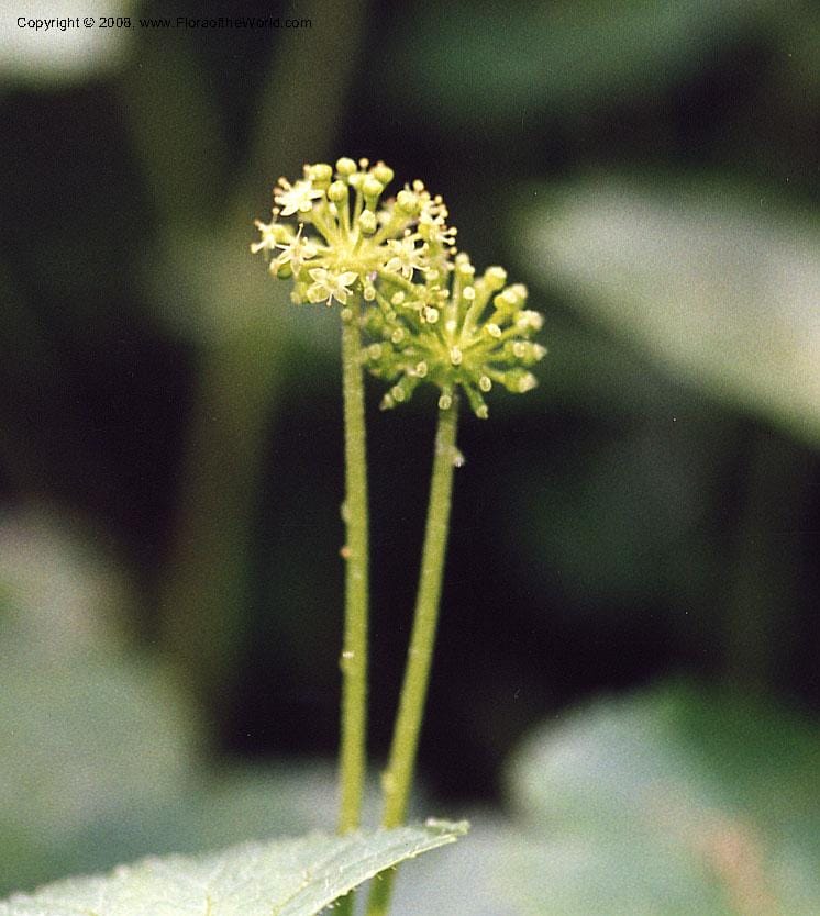 Hydrocotyle mexicana, not coll.--MX. Veracruz. Volcan San Martin. 25 May 01. 002.JPG