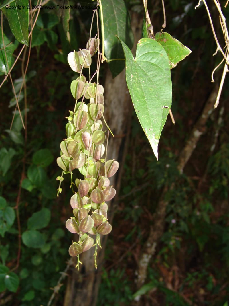 Dioscorea, N.Martinez589--MX. Chiapas.  Camino Finca Prusia a Queretaro. 12 Nov 04. 038.jpg