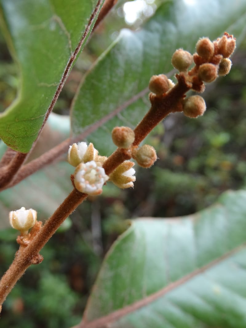 Storthocalyx sordidus, Callmander, M 1230--New Caledonia. Haute Robinson. 11 Nov. 2015. DSC00909 (65).JPG