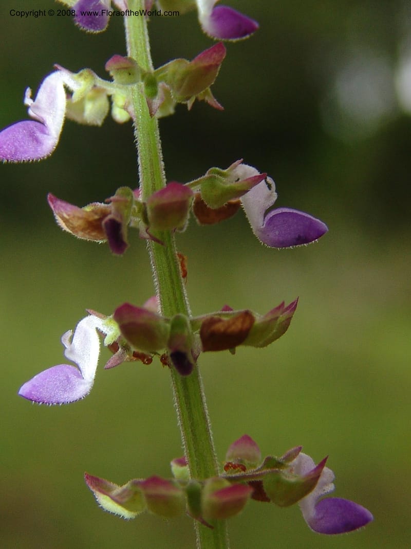 Plectranthus, MLeal1207--Gabon. Prv. Ogooue-Iv. Lope, Ogooue Riv. 21 Apr 06. 543.jpg