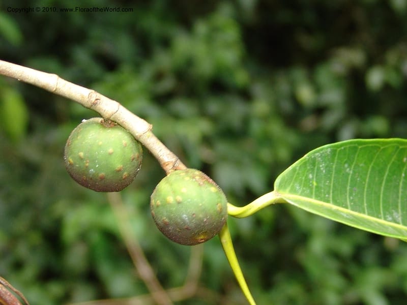 Ficus, Croat 95844--Ecuador. Maquipucuna Biol. Res. Send. del Rio. 13 Mar 06. 375 (6).jpg
