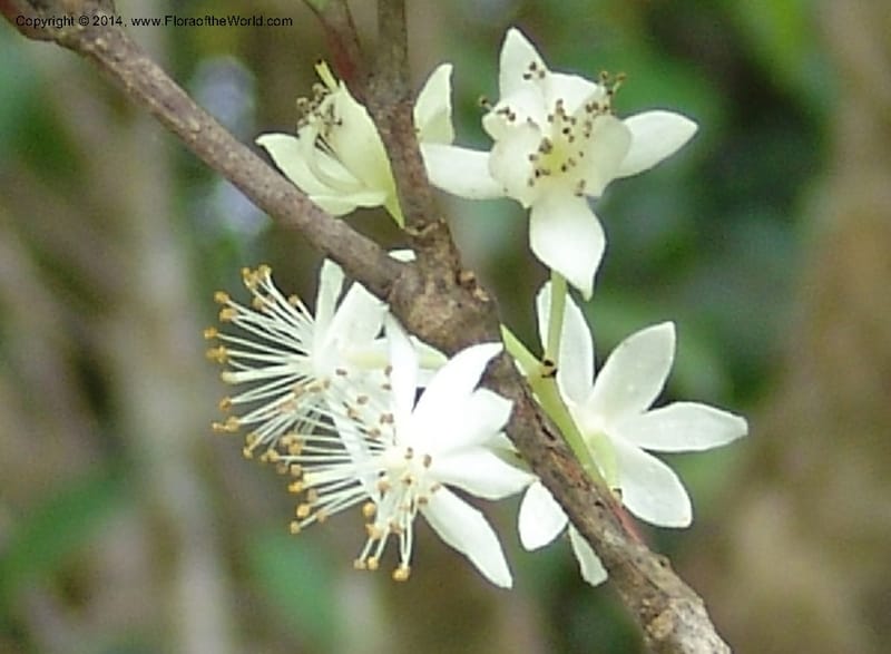 Pseudoscolopia polyantha--So.Africa. E. Cape. Umtamvuna Nat. Res. 11 Mch 05. 111a.jpg