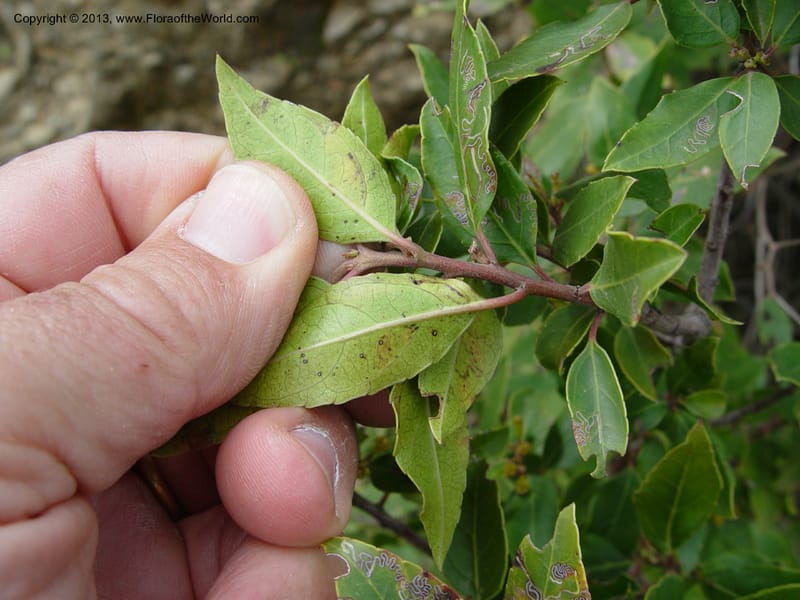 Rhamnus alaternus--Spain. Gran.Prov. 4 km S Jct. Albondon-Albunol, C333. 1 (47).jpg
