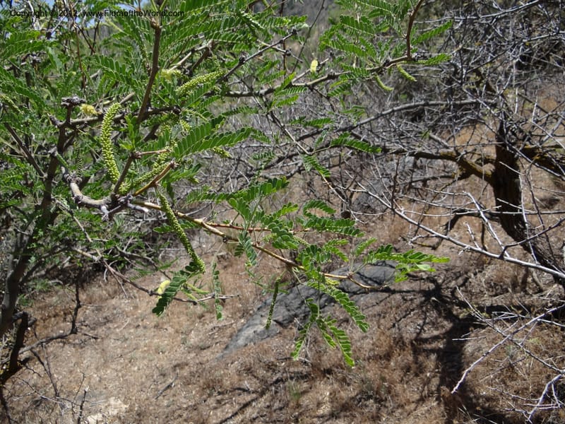 Prosopis glandulosa, Davidson, C 11938--AZ. Yavapai Co. Crown King Rd. 7 May 2012. DSC0894 1 (24).JPG
