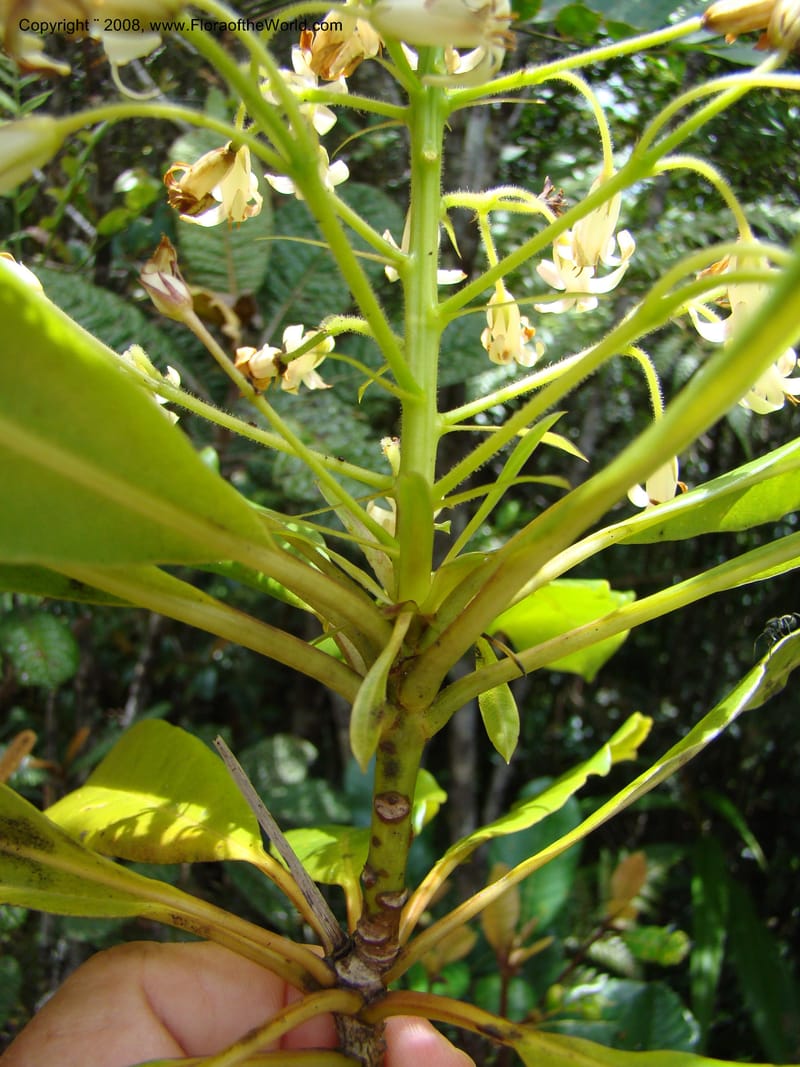 Pittosporum, CGemmill x--New Caledonia. Monts Dzumac. 20 Nov 07. 077.jpg