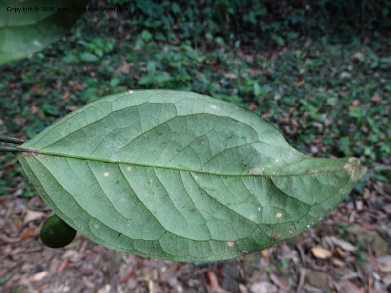 Xanthophyllum, Davidson, C 12912--Sabah. Sub-stesen Sayap. 26 Mar 2015. DSC00551 (98).JPG