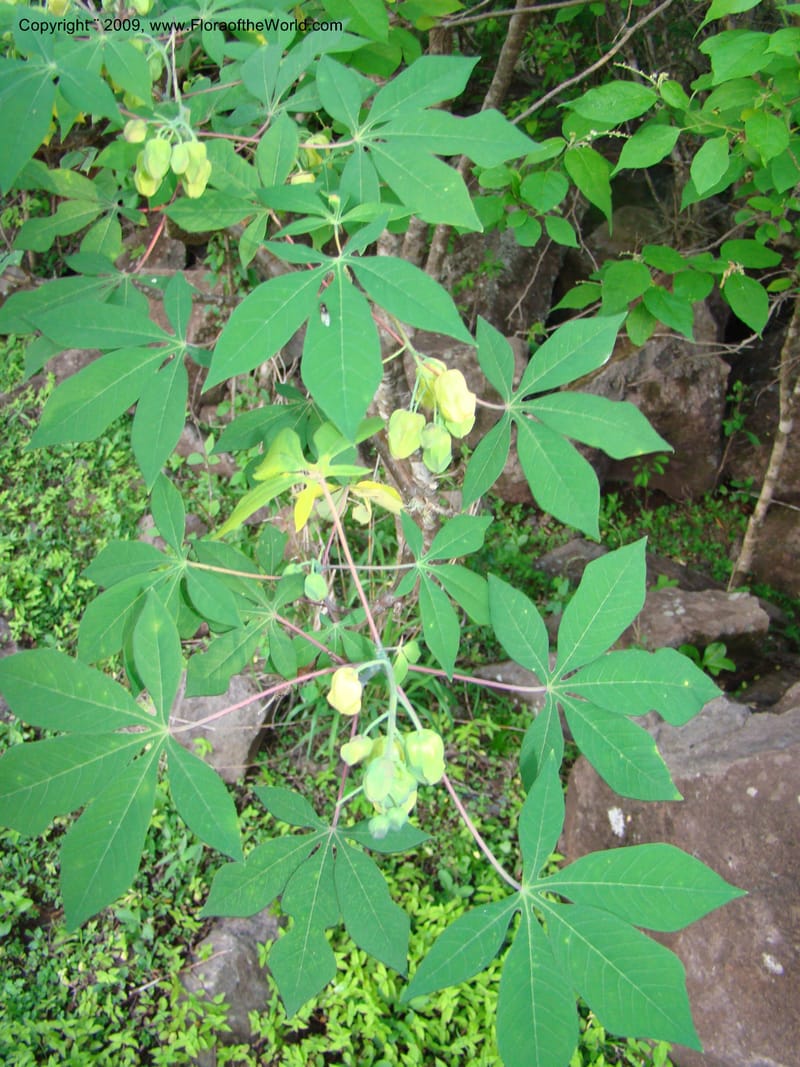 Manihot, WDStevens27308--Nicaragua. Esteli. Rd to Miraflores, N of Esteli. 17 Jun 08. 032.jpg