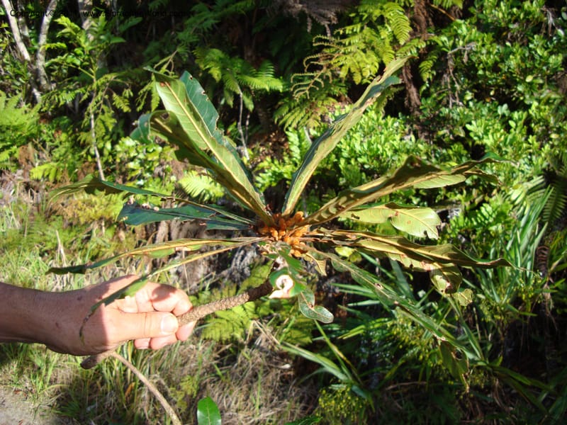 Beccariella rubicunda,  Munzinger, J--New Caledonia, Prov N, Mt. Mandjelia,  13 Nov 2007 146 (4).jpg