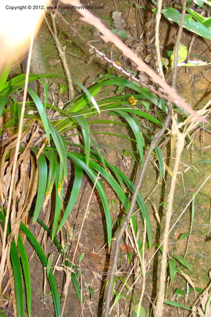 Xyris, Regalado 1745--Viet Nam. Thua Thien Hue Prov. Phu Loc Distr. Bach Ma. 13 Apr 09. 286.jpg