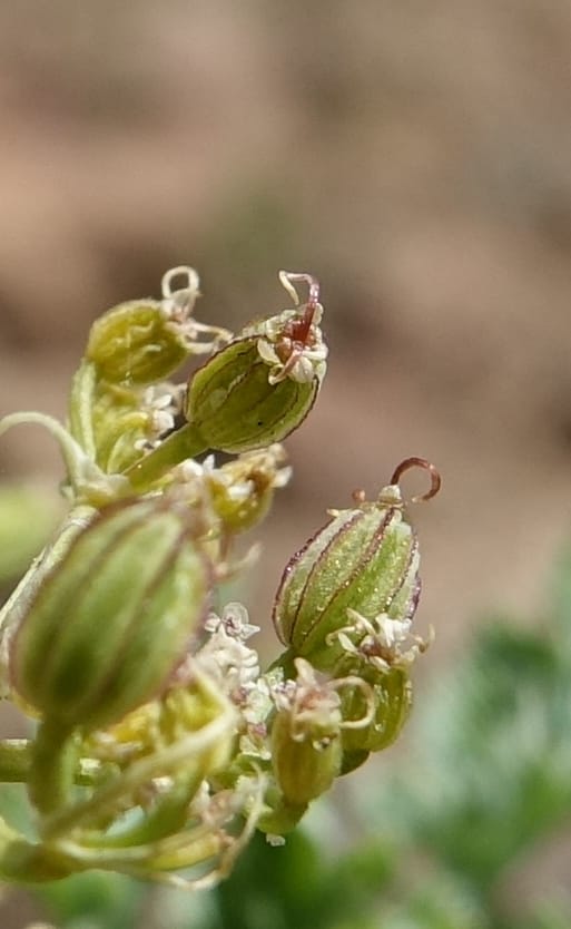 Cymopterus glaucus, C. Davidson 13559--ID. Blaine Co. Rock Creek Preserve. TNC. 14 May 2017. DSC00477 (45).JPG