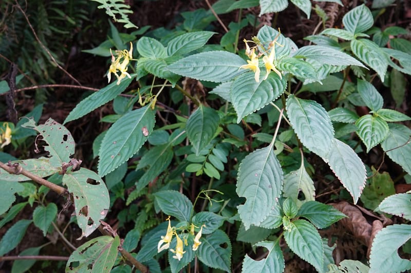 Impatiens ruiliensis, D. Boufford 44100--China. Yunnan. Lao jun Shan. 30 Apr 2018. DSC00424 (606).JPG