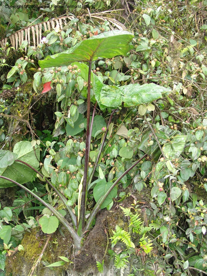 Xanthosoma purpureomaculatum, Croat93544--Ecuador. Prov. Napo. 47.2 km E of Baeza. 18 Aug 04. 037.jpg