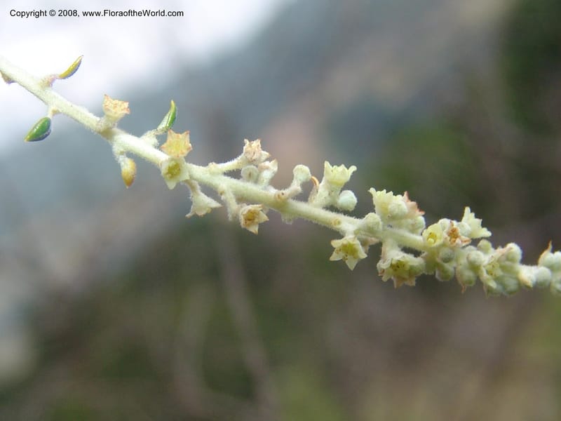 Phylica paniculata--So.Africa. Mpumal. Buffelskloof Private Nat. Res. 17 Mch 05. 043.jpg