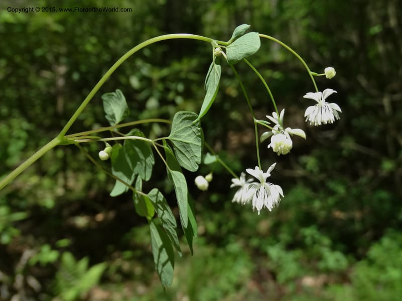 Thalictrum clavatum, Davidson, C 12989--North Carolina. Clay Co. Perry Gap Rd, Barnard's Cr. 13 May 2015. DSC04860 (283).JPG