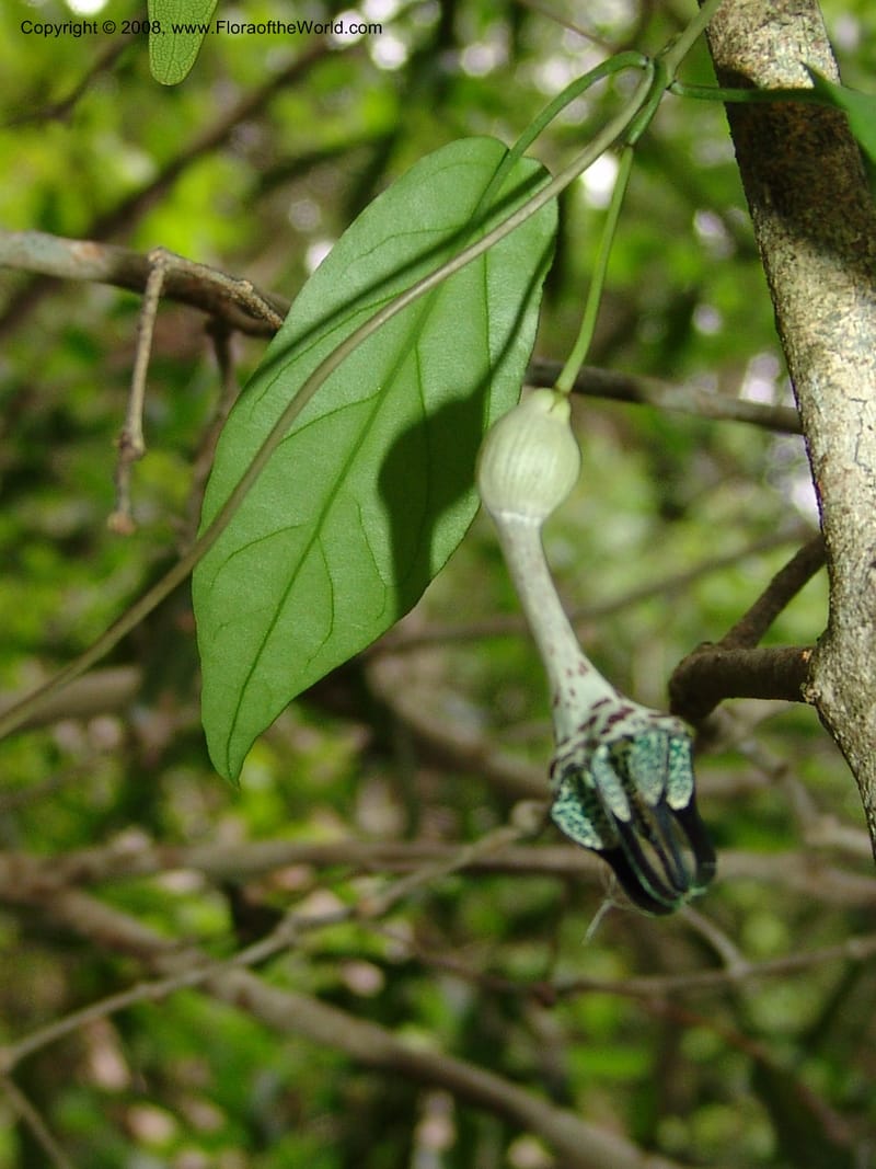 Ceropegia, Z.Rogers843--Madag. Prov. Tuliar. Parc Nat. Zombitse.  13 Jan 06. 197.jpg