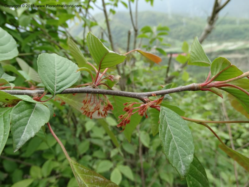 Euptelea pleiosperma, Boufford, D 43587--China. Sichuan. Tudiling Tunnel. 6 May 2014. DSC03860 (131).JPG