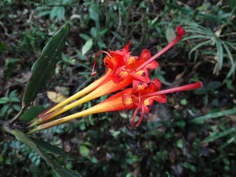 Aeschynanthus, Davidson, C 12736--Sabah. Mt. Kinabalu. Bundu Tuhan Trail. 11 Oct 2014. DSC04153 (36).JPG