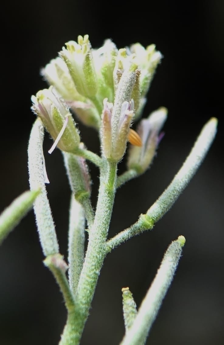 Arabis pycnocarpa var. pycnocarpa, D. Boufford 44001--China. Sichuan. Yibailingba-gou. 12 Aug 2017. DSC04660 (145).JPG