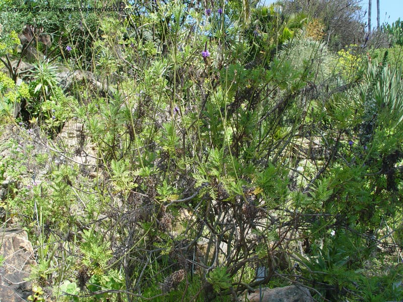 Lavandula canariensis--Spain. Blanes. Marimurtra Bot. Gard. 24 Apr 04. 001.jpg
