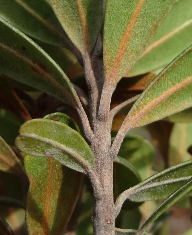 Pleioluma crebrifolia, Munzinger, J 7452--New Caledonia. Tiebaghi. 17 Nov 2015. DSC03437 (85).JPG