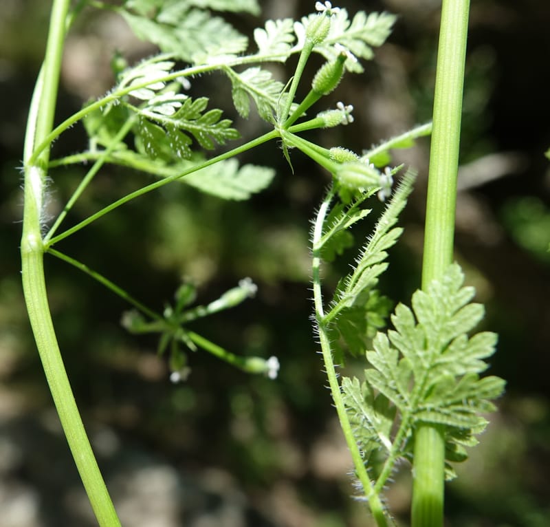 Anthriscus caucalis, C. Davidson 13580--ID. Idaho Co. Salmon R. Rd. E of Riggins. 24 May 2017. DSC00708. JPG (156).JPG