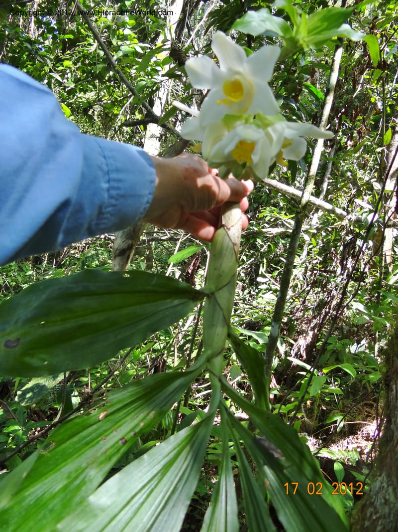 Chysis bractescens, Martinez-Melendez, M 422--Mexico, Chiapas, Palenque-Ocosingo 17 Feb 2012  3153 (1).JPG