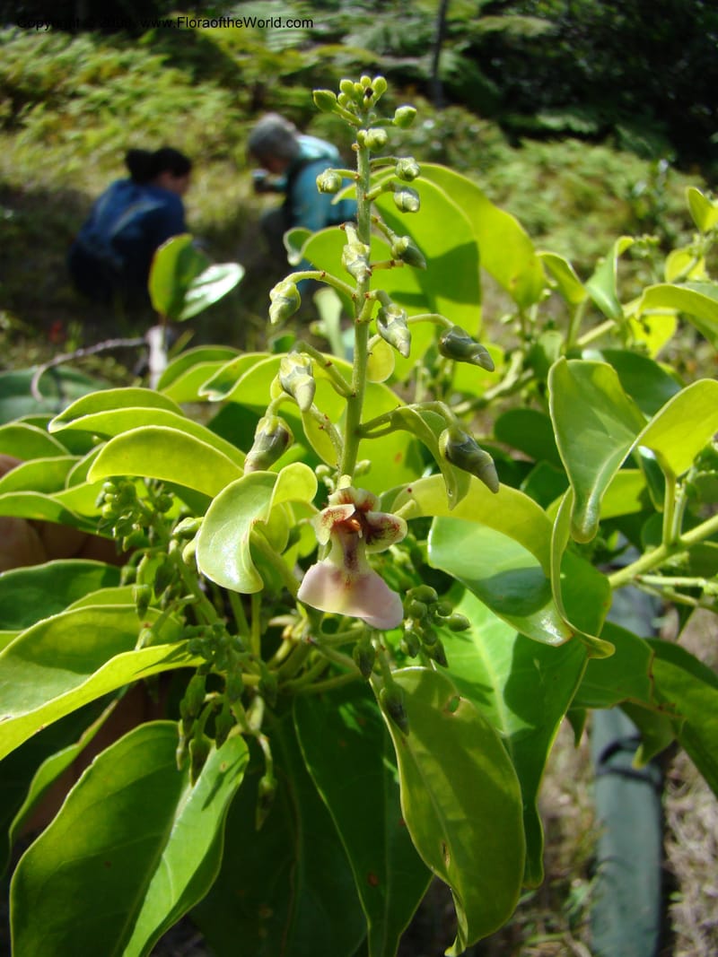 Agatea rufotomentosa, JMunzinger4707--New Caledonia. Mandjelia. 13 Nov 07. 132.jpg