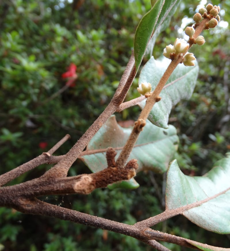 Storthocalyx sordidus, Callmander, M 1230--New Caledonia. Haute Robinson. 11 Nov. 2015. DSC00909 (74).JPG