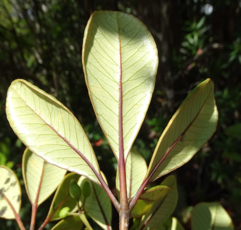 Plerandra elongata, Lowry, P 7374--New Caledonia. Mont Dzumac. 12 Nov 2015. DSC01563 (366).JPG