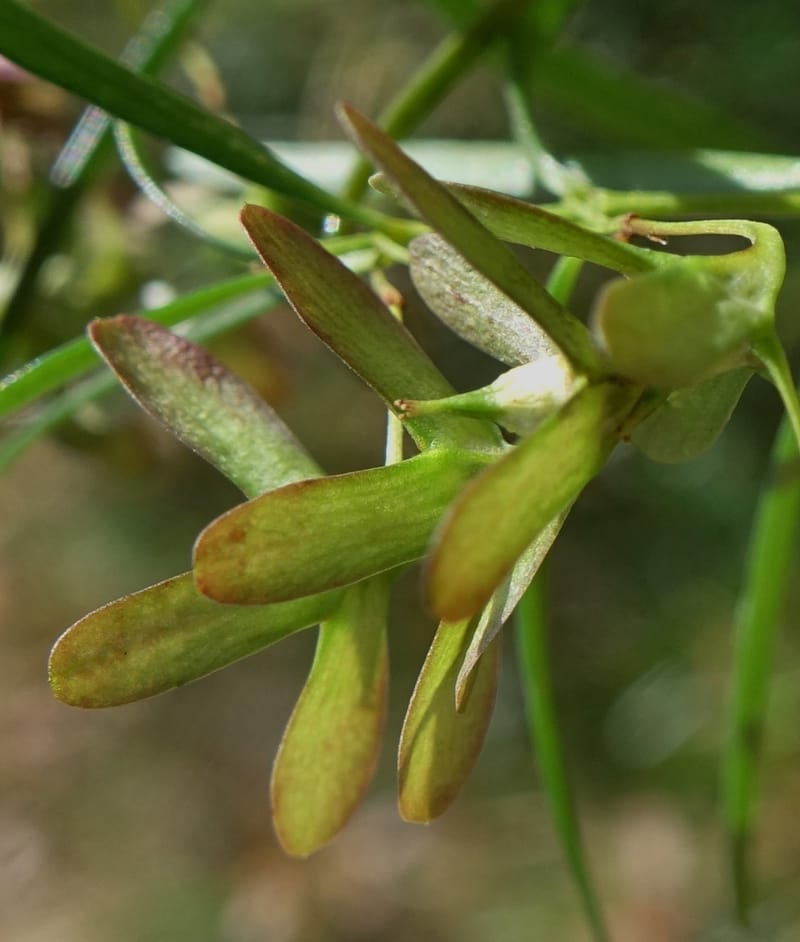 Aphanopetalum clematideum, Davidson, C 13444--Australia. W.A. Geraldton. Chapman River. 25 Oct 2016.  (24).JPG