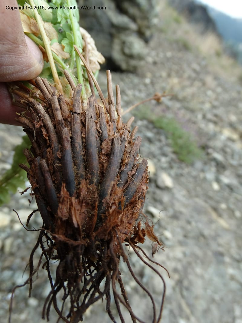 Polystichum scopulinum, Davidson, C 12631--ID. Idaho Co. Seven Devils Campground. 11 Aug 2014. DSC00412 (51).JPG