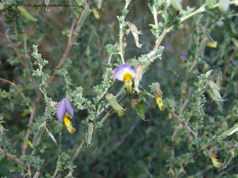 Lotononis sericophylla--So.Africa. E. Cape. Joubert's Pass, SE of Lady Gray. 9 Mch 05. 278.jpg