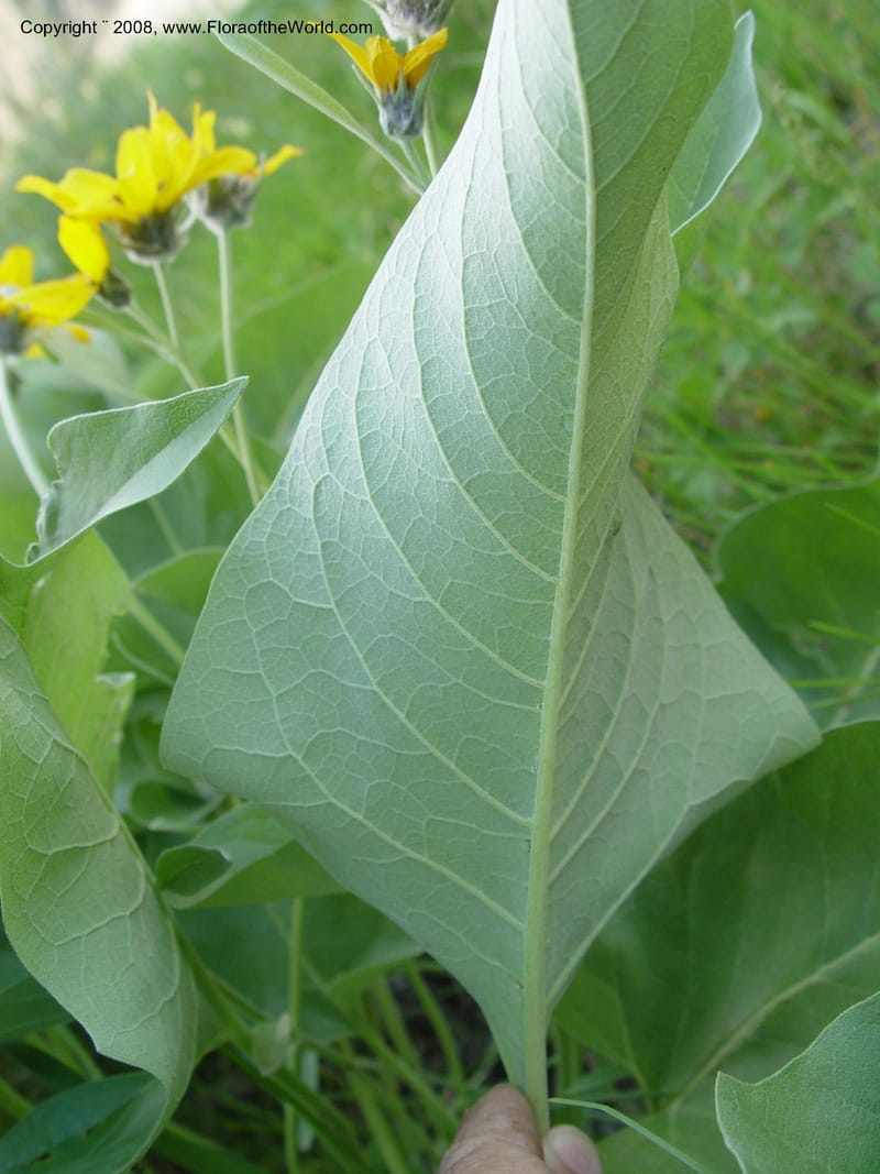 Balsamorhiza sagittata--ID. Idaho Co. Salmon R. Polly Bemis Ranch. 7 May 04. 130.jpg