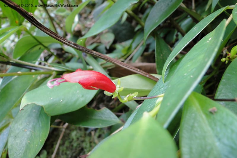 Aeschynanthus, Regalado 1870--Viet Nam. Thac Kazan waterfall. 10 May 2011. 266 (6).jpg