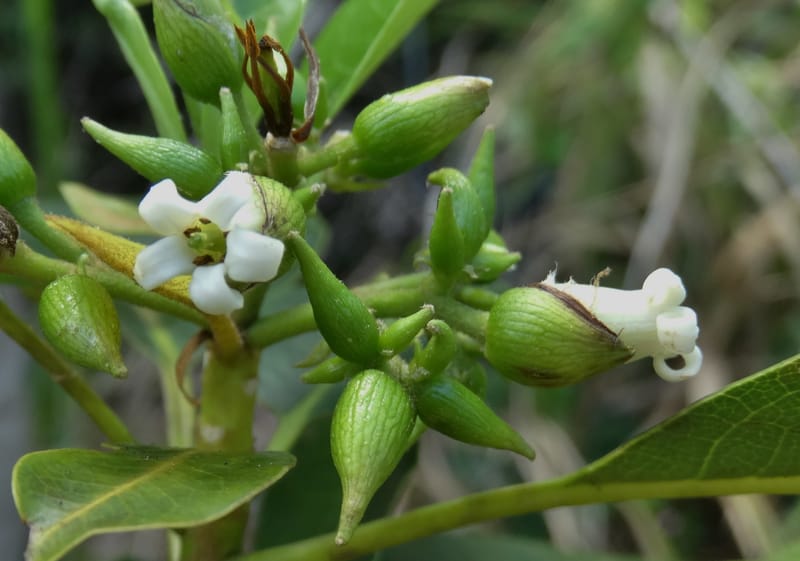 Pittosporum, Lowry, P 7341--Fiji. Vesidrua Vill. 5 Nov 2015. DSC09215 (102).JPG