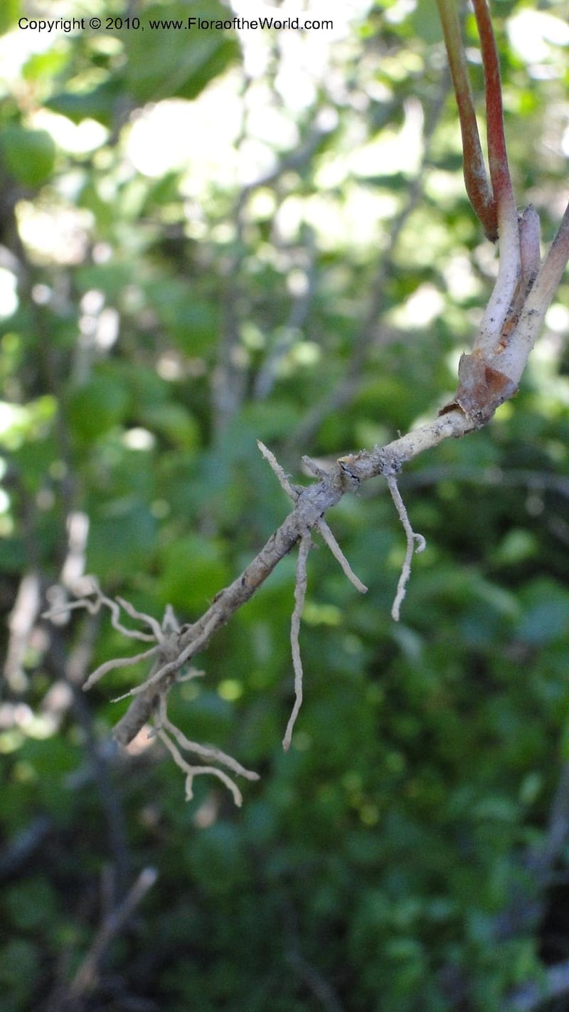 Vancouveria hexandra, C. Davidson 11779--OR. Multnomah Co. Mt. Hood. 16 August 2010. 043 (36).jpg