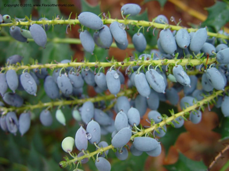 Mahonia lomariifolia--California. UCLA. Mathias Bot. Gard. 13 Feb 03. 074.jpg