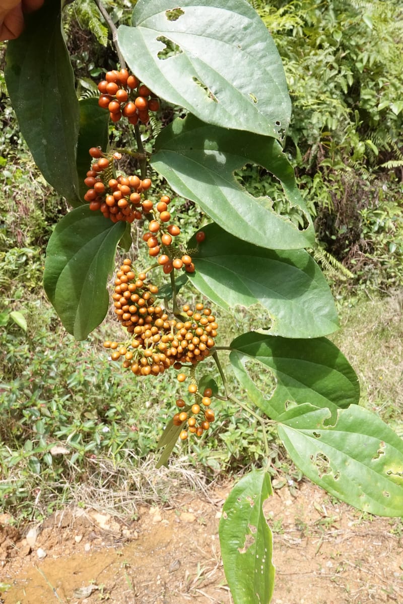 Piper guineense, C. Davidson 13913--Gabon. M de C. Road past the cabins. 29 Oct 2018DSC09794 (222).JPG