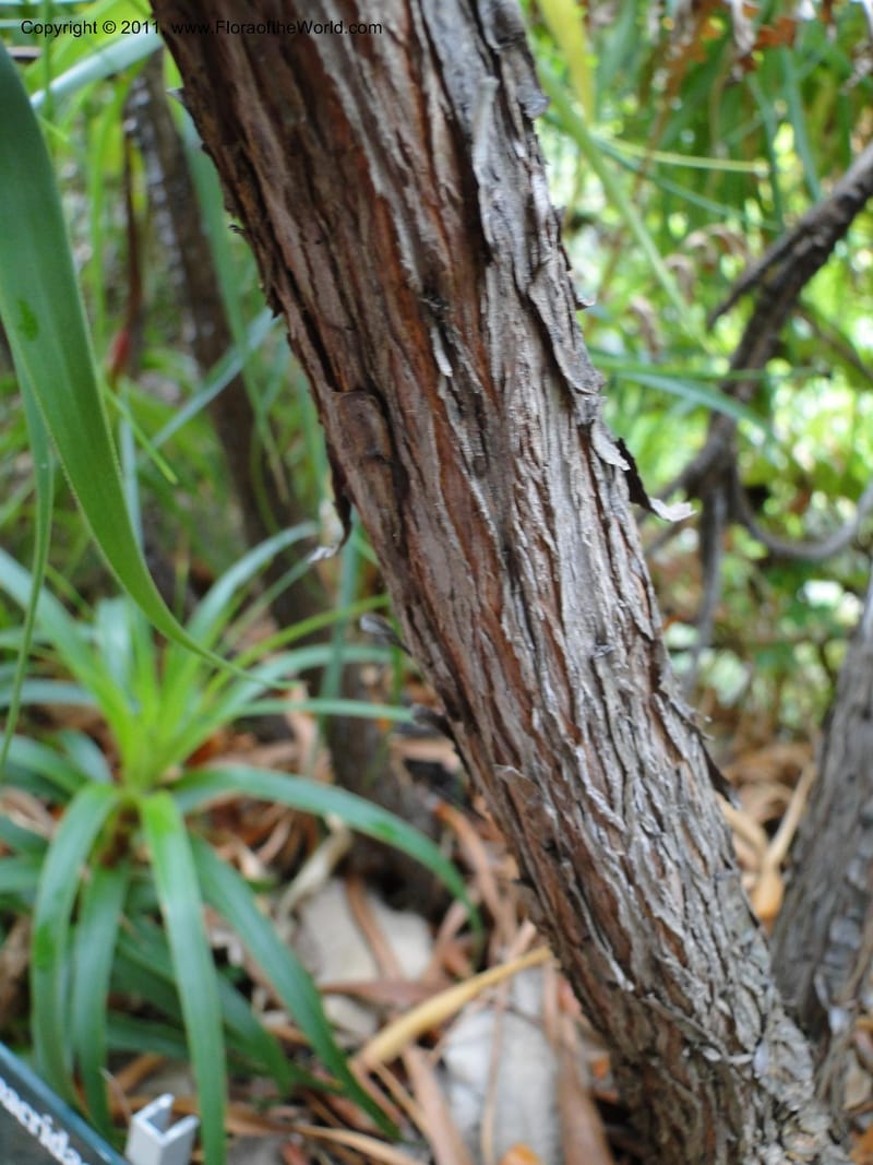 Richea dracophylla--Tasmania. Royal Tasmanian Botanical Garden. 26 Jan 2010. 2666 (2).JPG