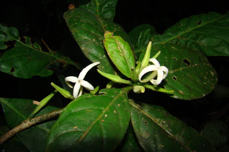 Coussarea, R. Vasquez 34530--Peru. Loreto. Distr. Nauta. Parq. Nac. Pacaya Samiria. 4 Nov 08. 091.jpg