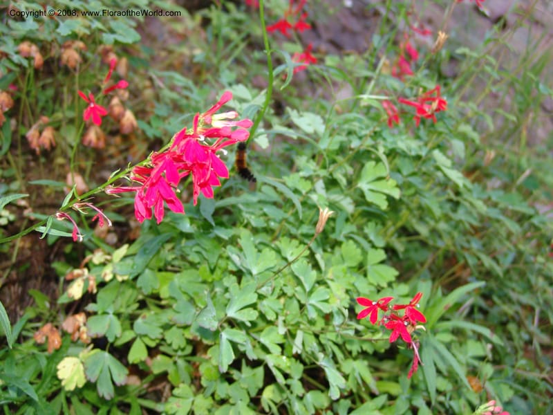 Lobelia cardinalis--AZ Coconino Co. Oak Cr.Canyon. W.ForkTrail 108. 4 Sep 04. 016.jpg