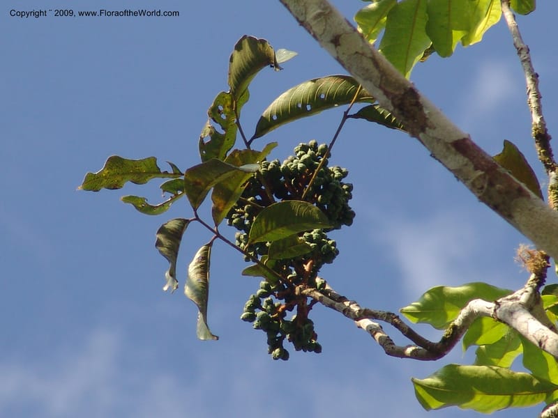 Zanthoxylum, DNeill15865--Ecuador. Zam. Ch. Rio Wawaime Val. 19 Sep 07. 049.jpg