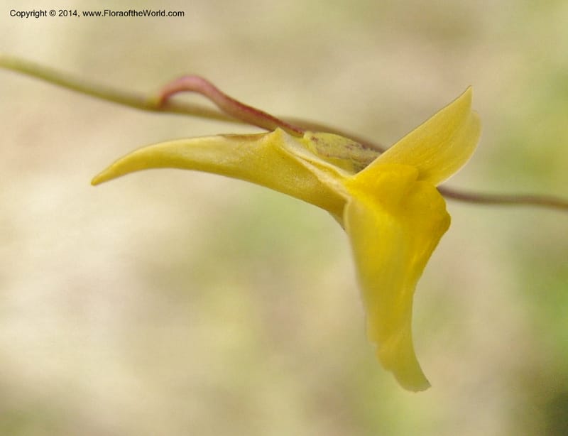 Utricularia prehensilis--So.Africa. E. Cape. Umtanvuna Nat. Res. 2. 11 Mch 05. 270a.jpg