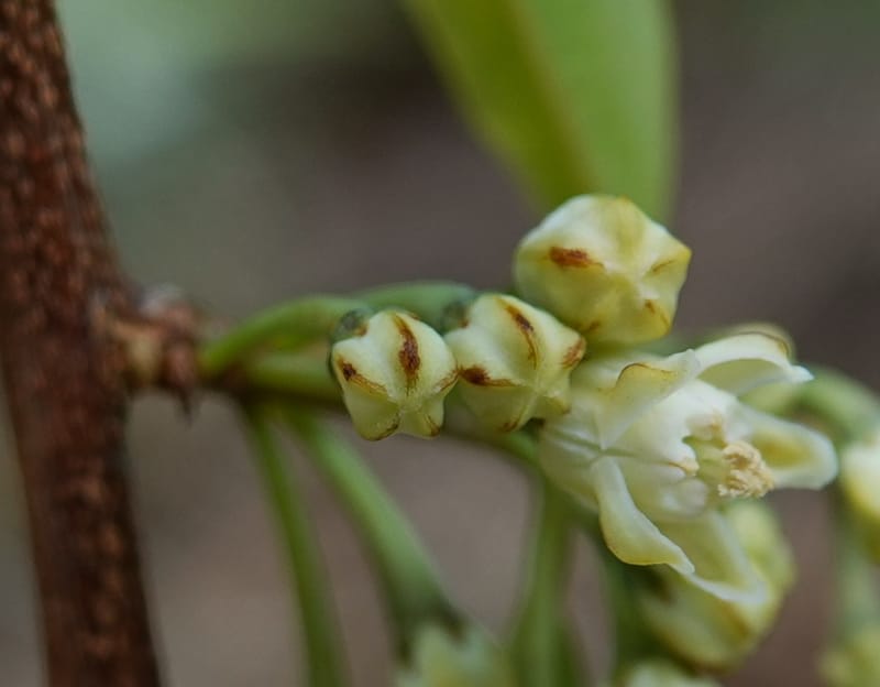 Erythroxylum sinense, D. Boufford 44093--China. Yunnan. Xia Jin Chang village. 29 Apr 2018. DSC00078 (7).JPG