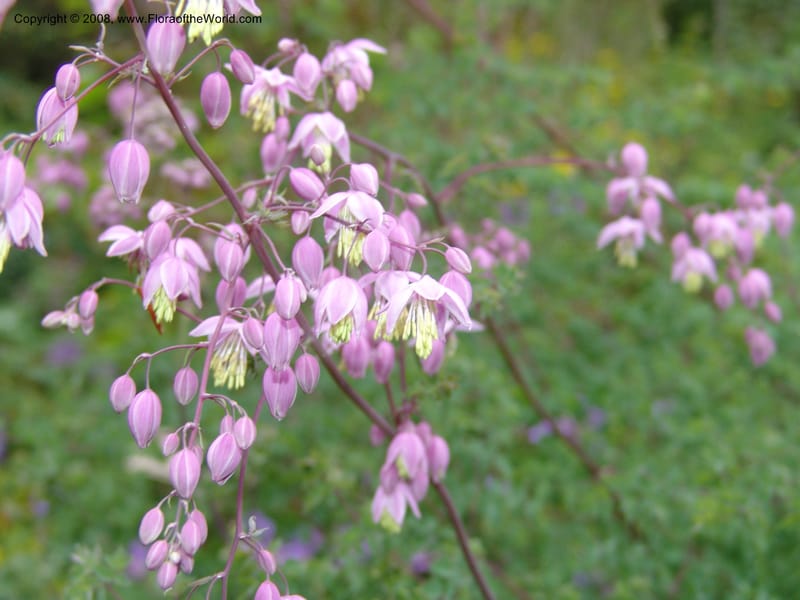 Thalictrum delavayi, 91.0343CA. UC Berkeley Bot. Garden.  30 Jun 06. 010.jpg