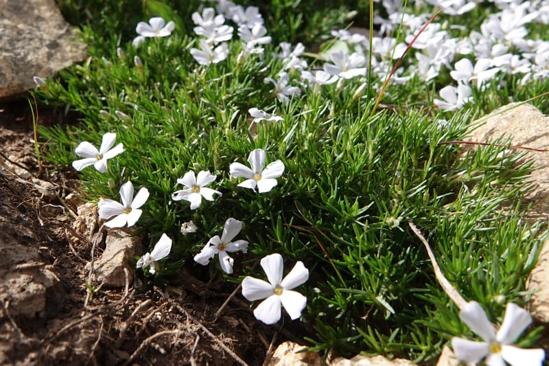 Phlox caespitosa, C. Davidson 13842--ID. Shoshone Co. Freezeout Rd. FR 301. 10 Jul 2018. DSC06582 (407).JPG