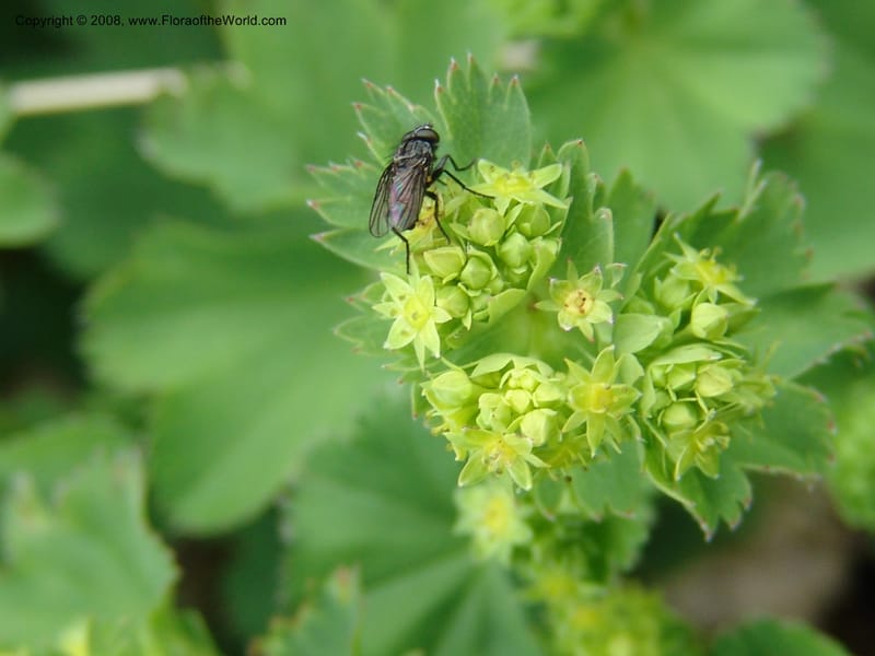 Alchemilla--Georgia. Kazbeki . Trail-road to Sameba Church. 2 Jun 05. 422.jpg