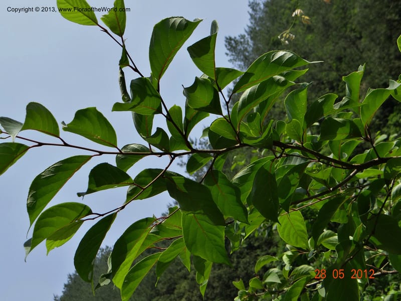 Pterostyrax corymbosus, Li Pan 1205274--China, Zhejiang, Shunxi, 28 May 2012 142 (13).JPG