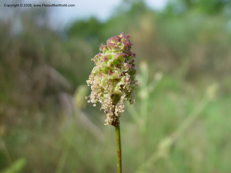 Sanguisorba minor--Italy. Abruzzo. Hillside above Popoli. 6 May 03. 060.jpg